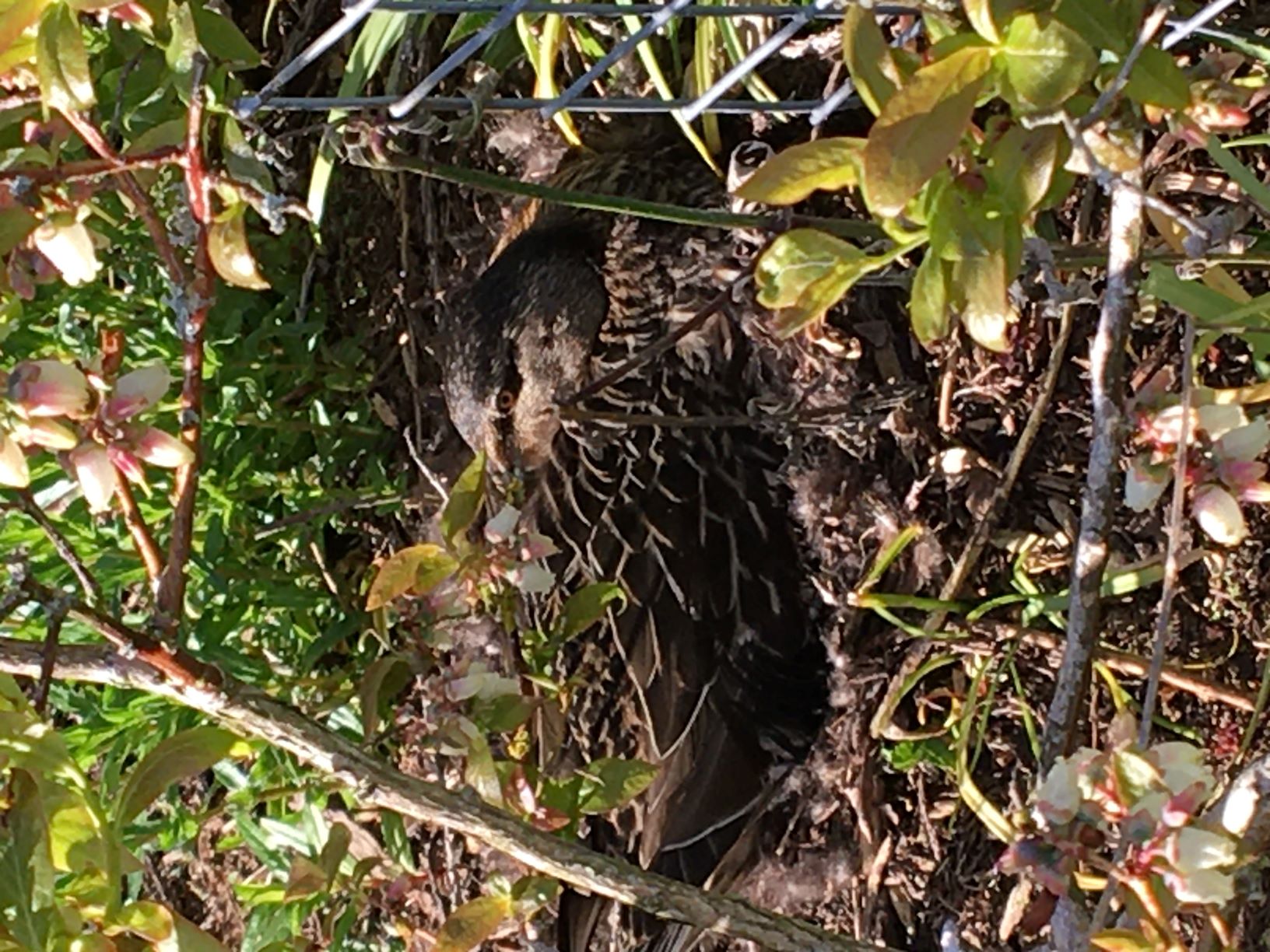 Masie in the Blueberry bushes, early May